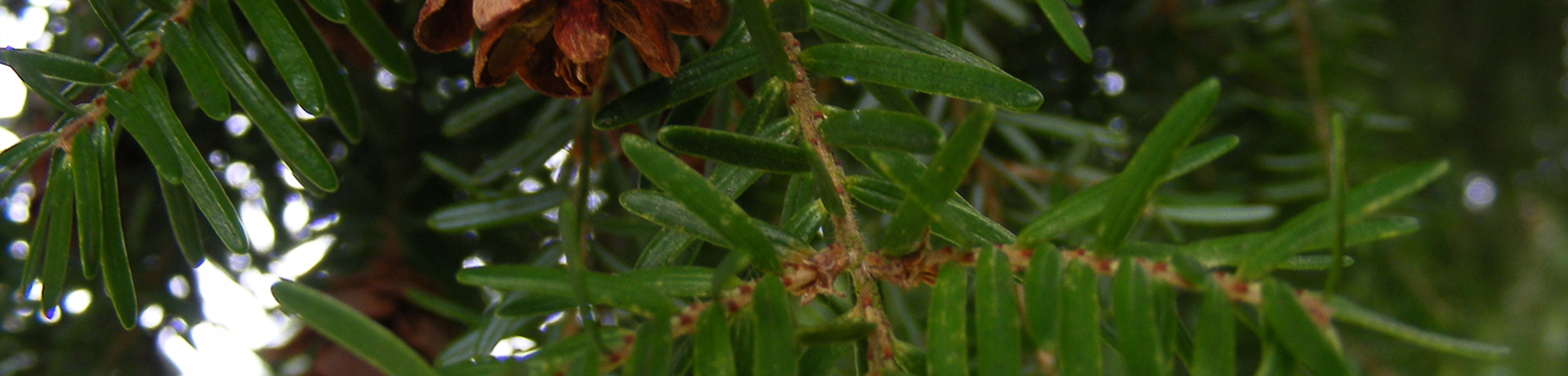 Tsuga heterophylla