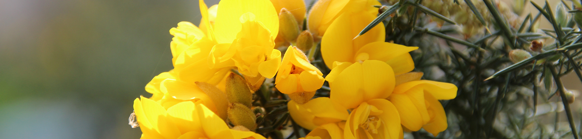Ulex europaeus