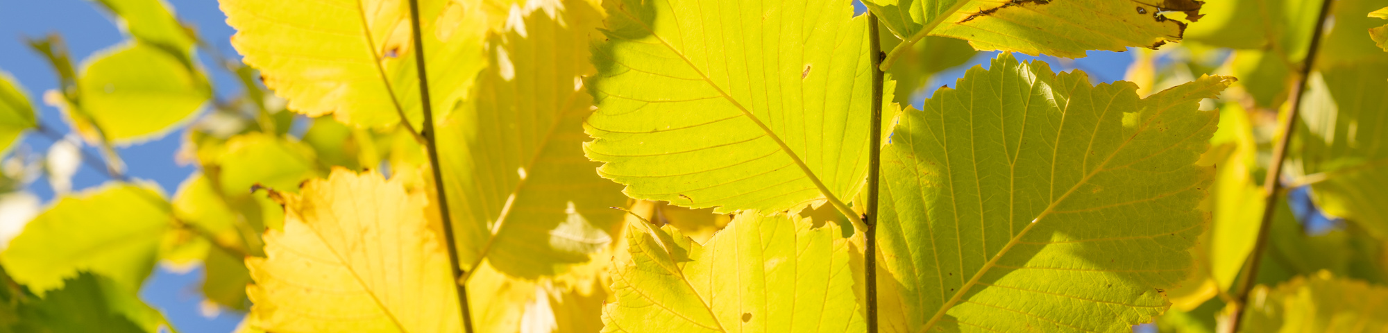 Ulmus americana 'Princeton'