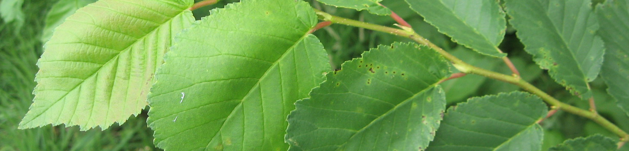 Ulmus 'Amsterdam'