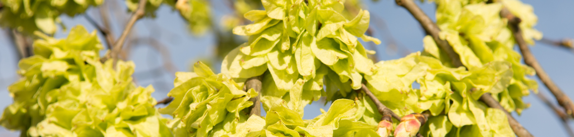 Ulmus 'Camperdownii'