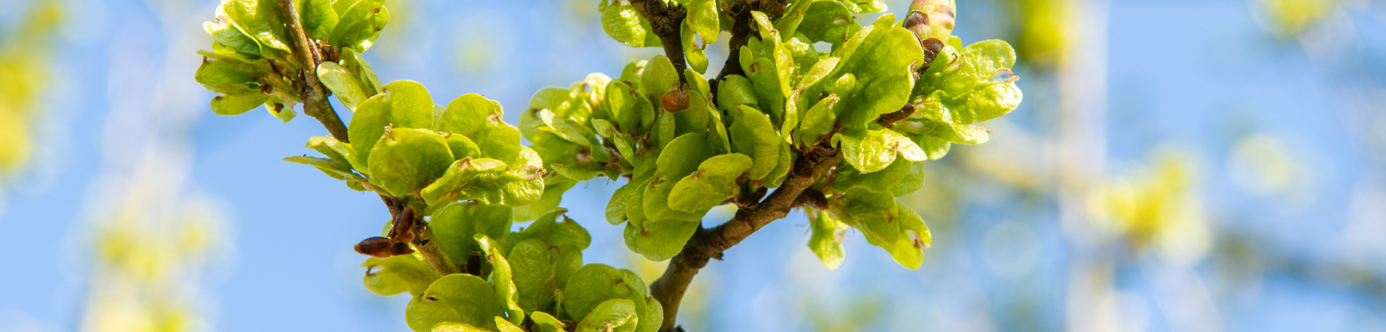 Ulmus 'Columella'