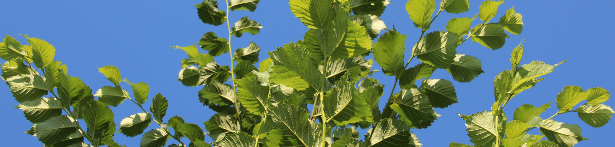 Ulmus 'Dodoens'