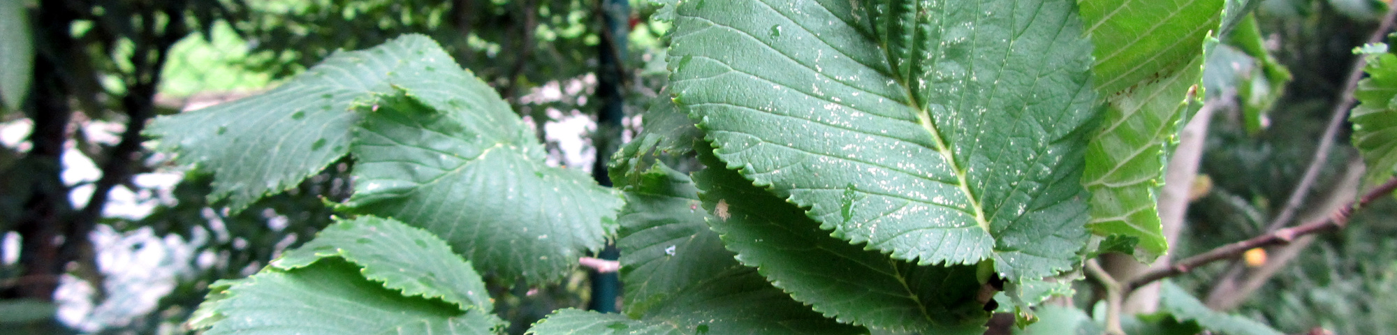 Ulmus glabra 'Exoniensis'