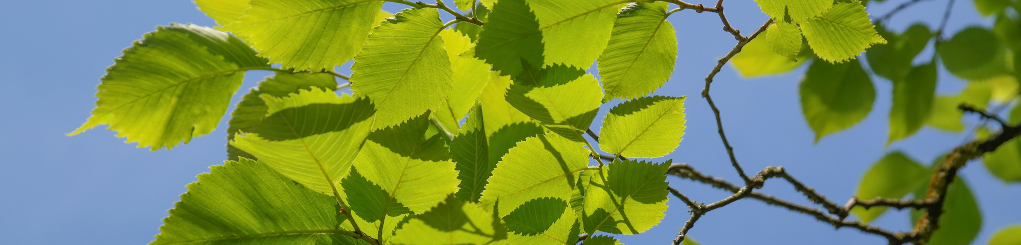 Ulmus glabra
