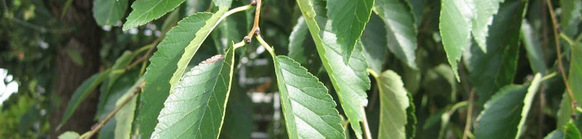 Ulmus 'Homestead'