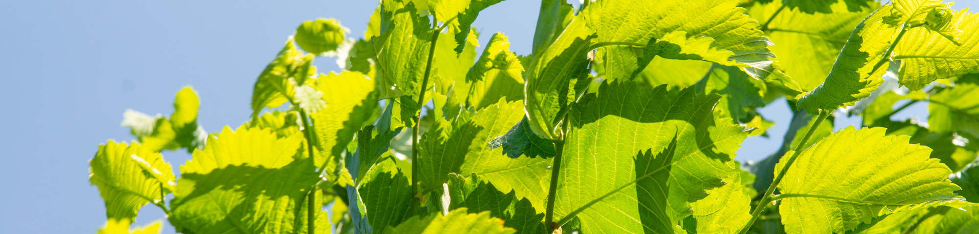 Ulmus laevis ‘Helena’