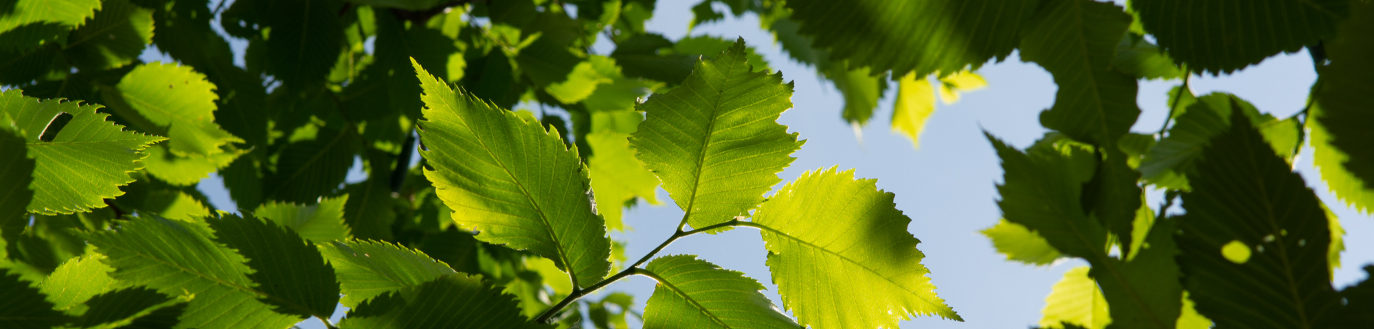 Ulmus laevis