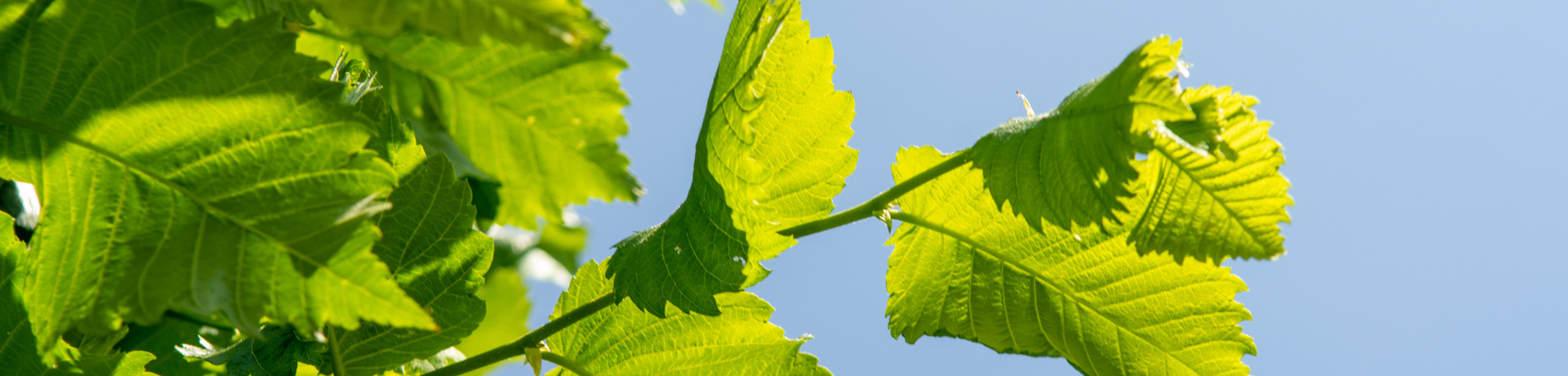 Ulmus laevis 'Westland'