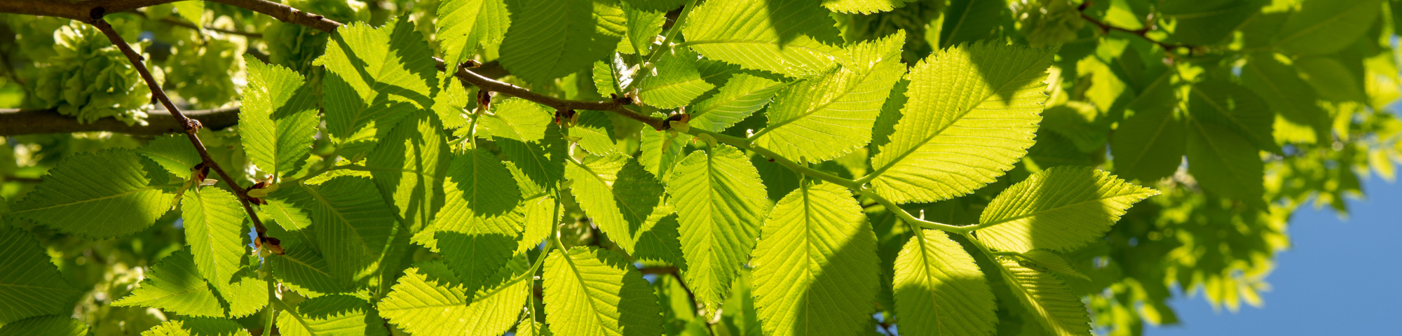 Ulmus 'Lobel'