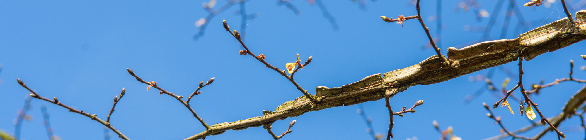 Ulmus minor 'Cloud Corky'