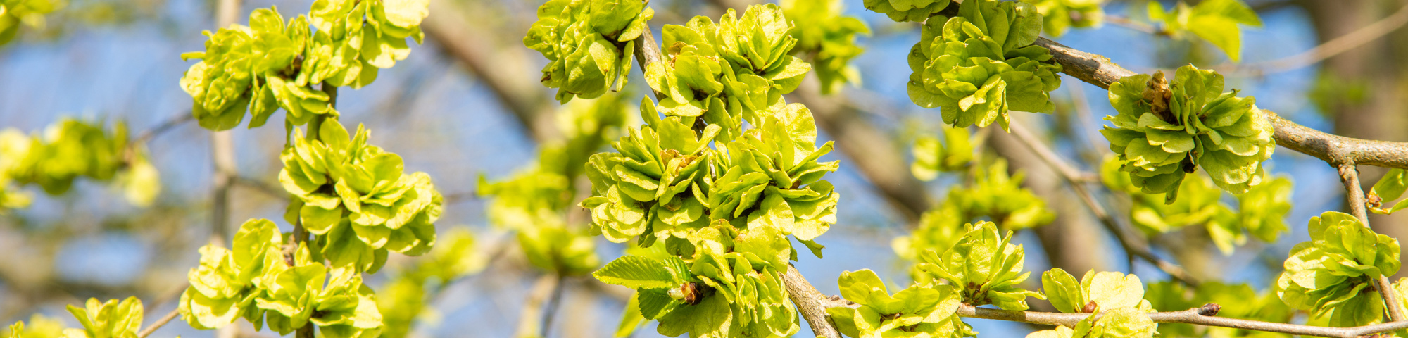 Ulmus minor