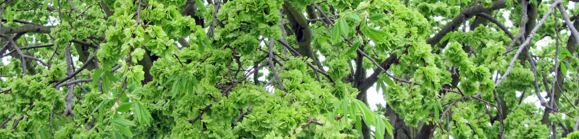 Ulmus minor 'Hoersholmiensis'