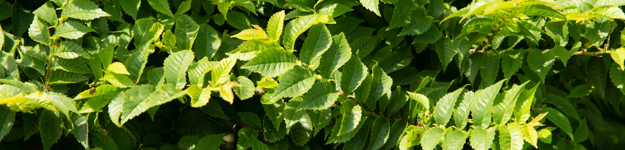 Ulmus minor 'Jacqueline Hillier'