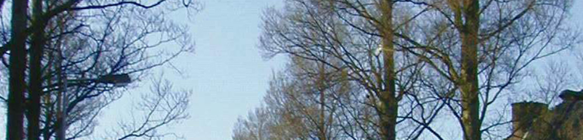 Ulmus minor 'Sarniensis'