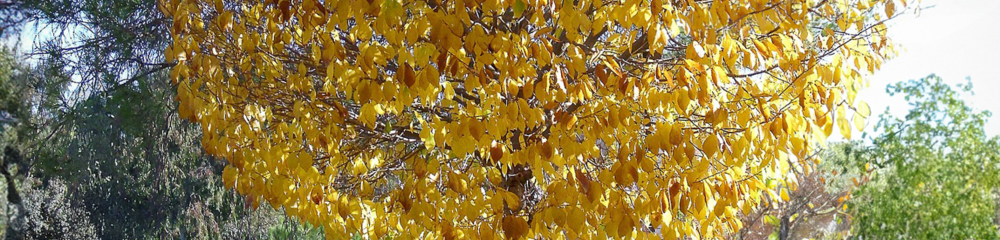 Ulmus minor 'Umbraculifera'