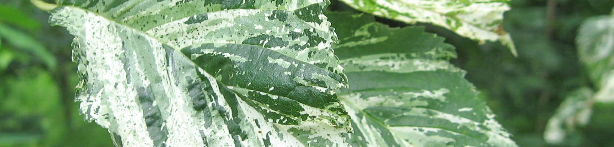 Ulmus minor 'Variegata'