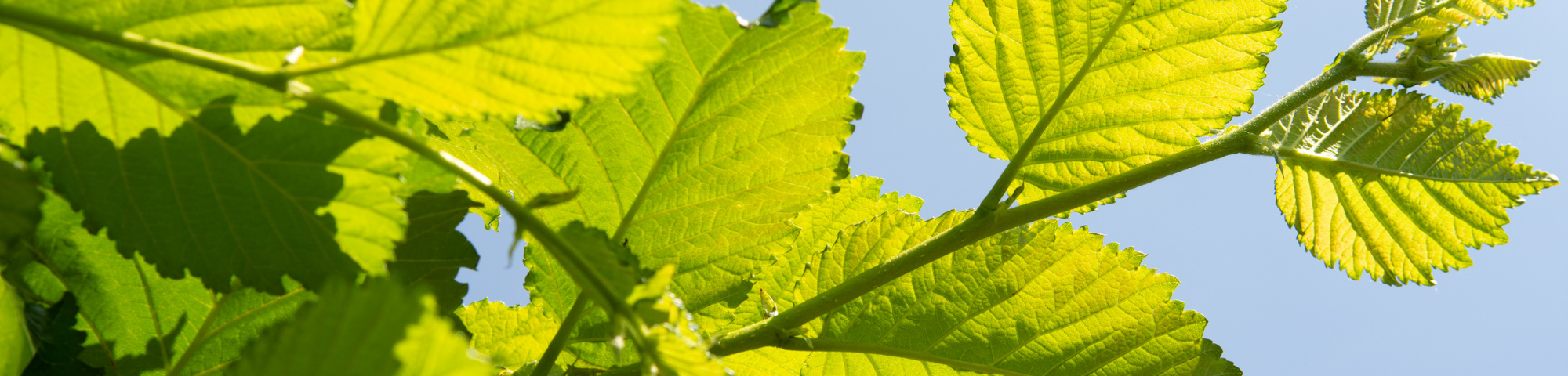 Ulmus 'Nanguen'