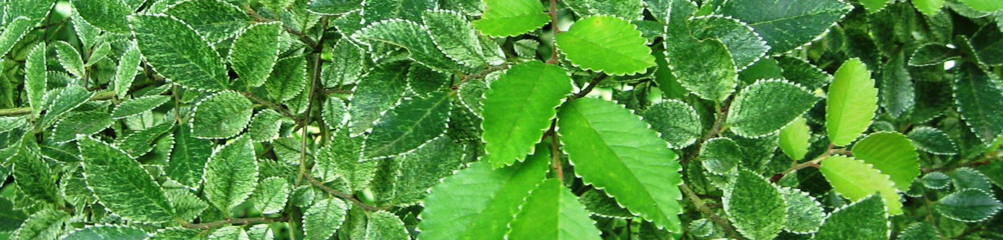 Ulmus parvifolia