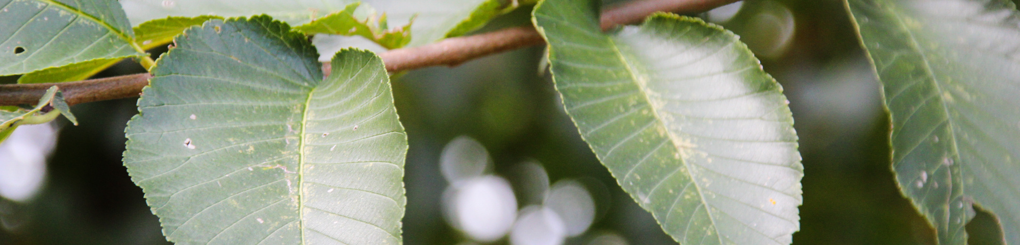 Ulmus pumila 'Select'