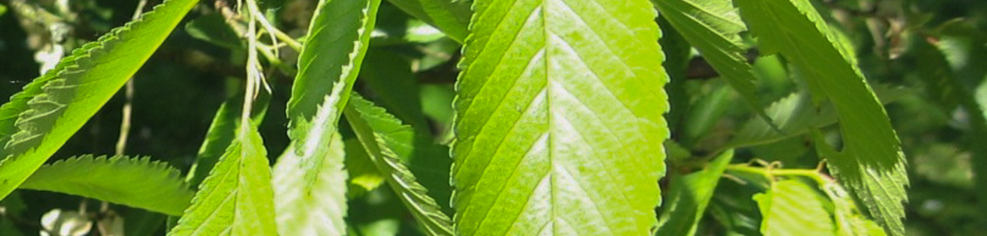 Ulmus 'Regal'