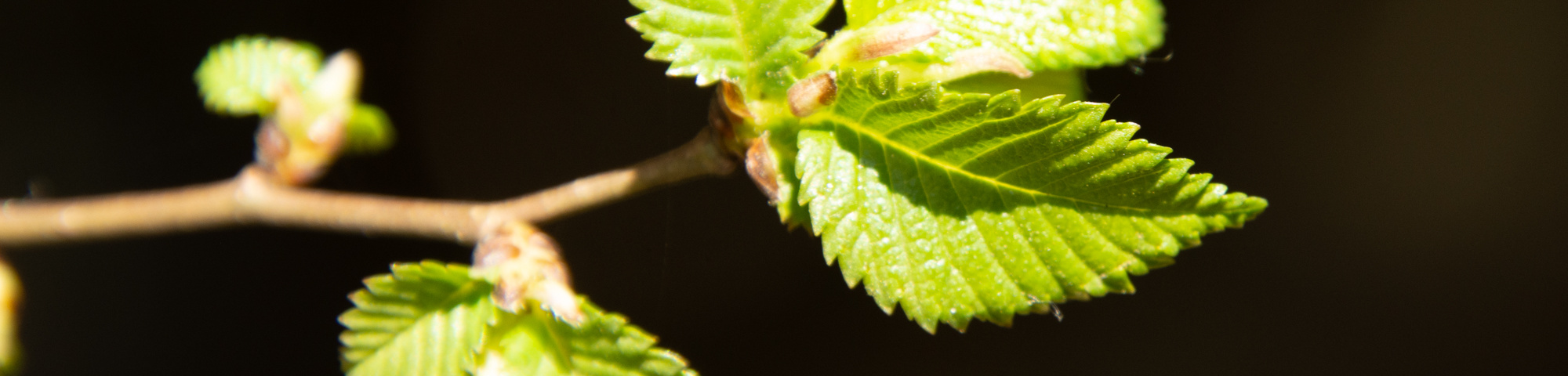 Ulmus ‘San Zanobi’