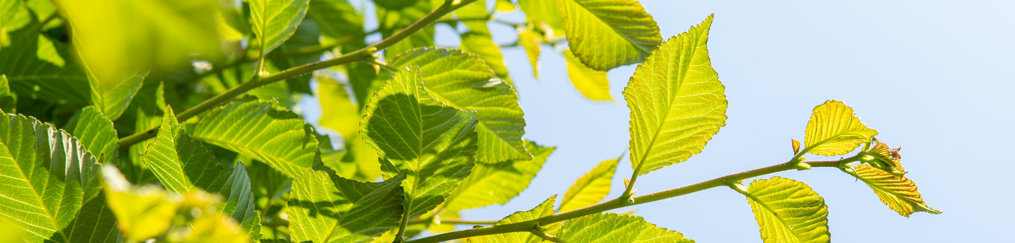 Ulmus TRIUMPH