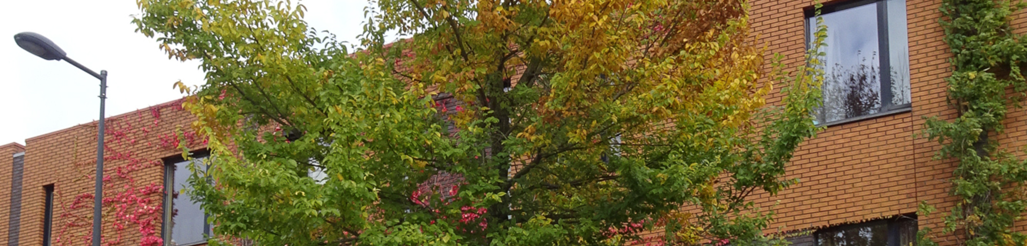 Ulmus 'Urban'