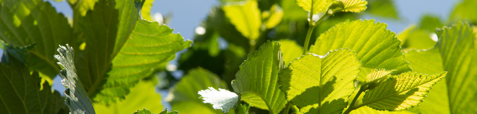 Ulmus 'Wanoux'