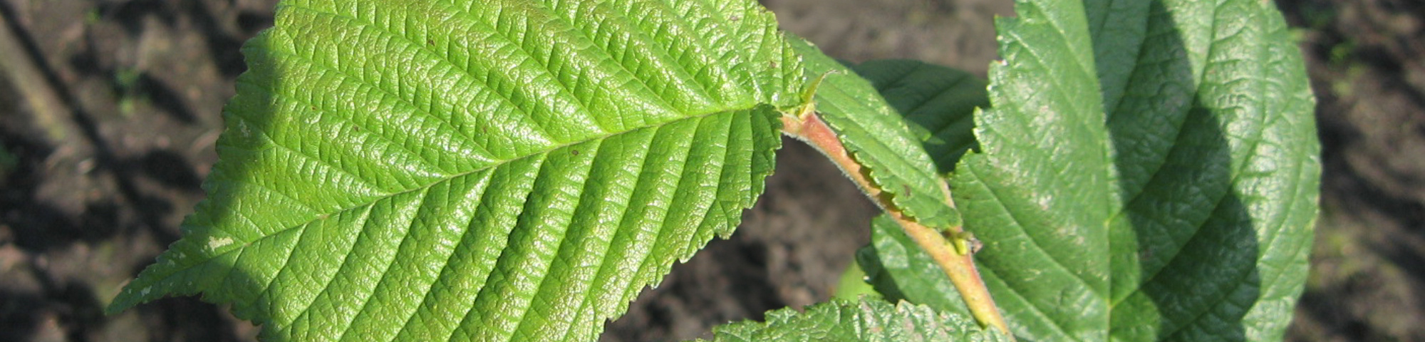 Ulmus x hollandica 'Belgica'