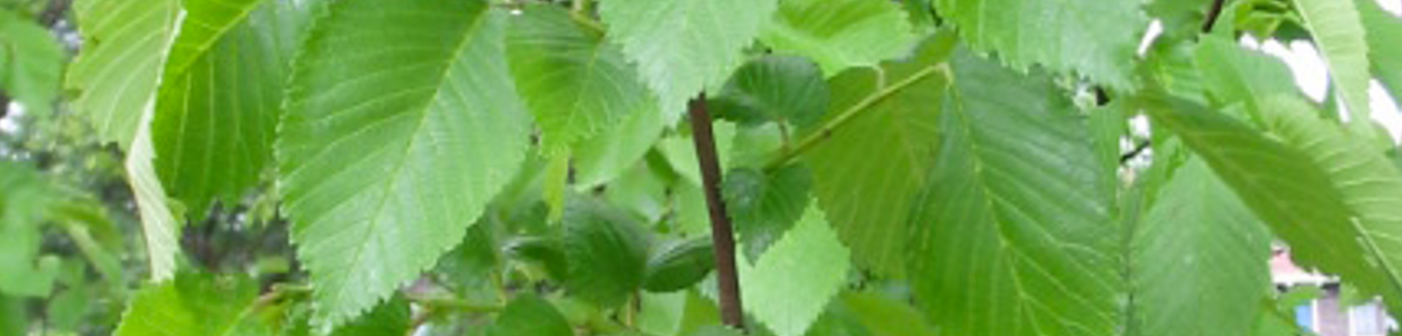 Ulmus x hollandica 'Commelin'