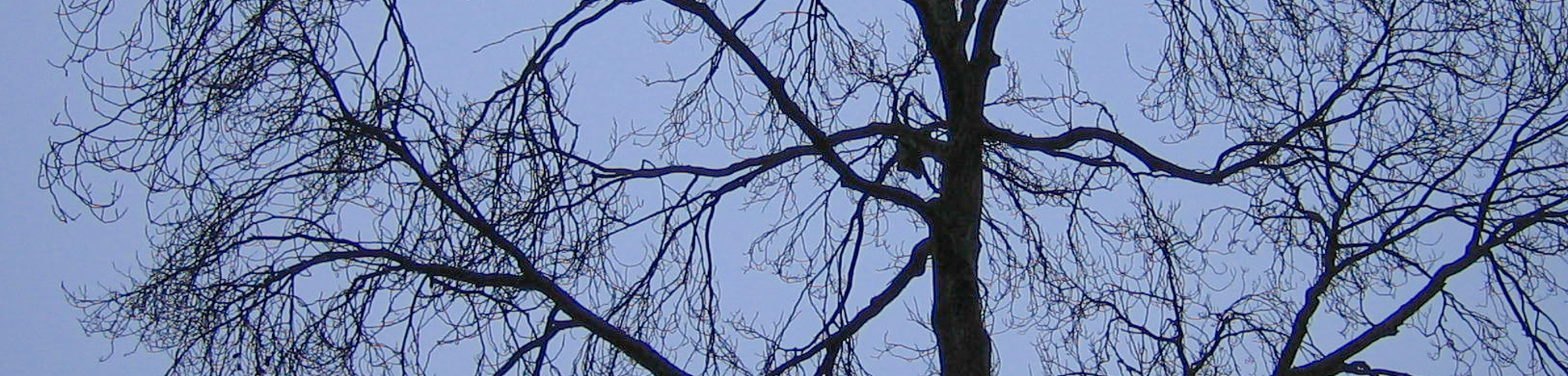 Ulmus x hollandica 'Dampieri'