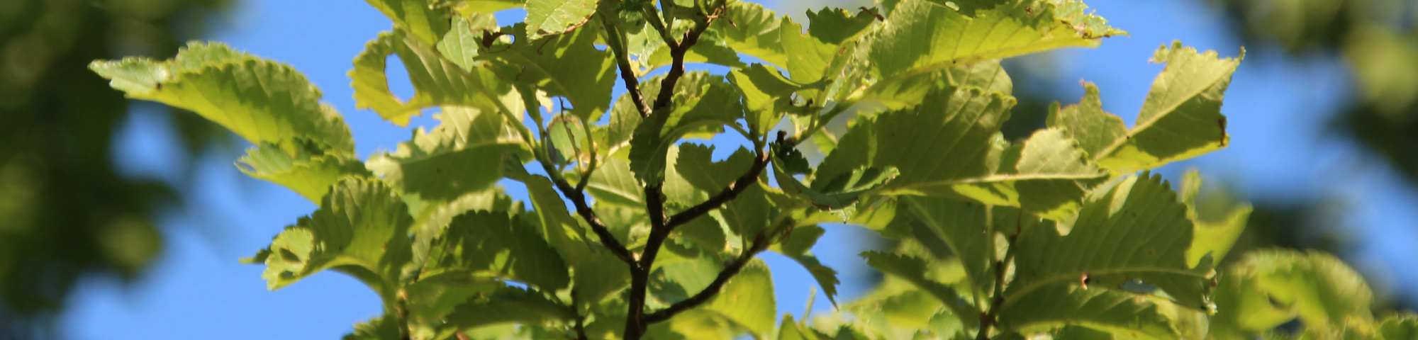 Ulmus x hollandica 'Groeneveld'