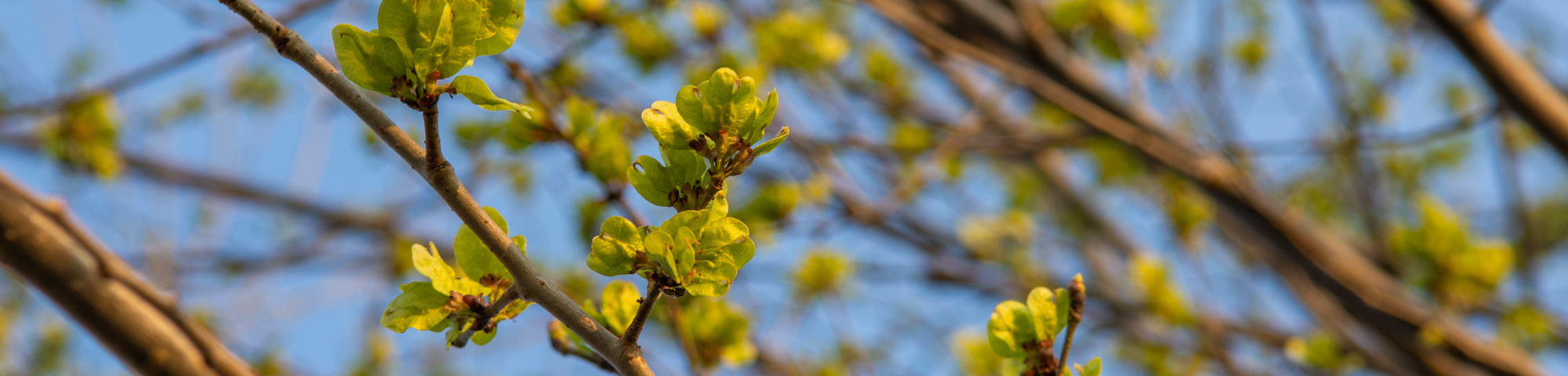 Ulmus x hollandica 'Pioneer'