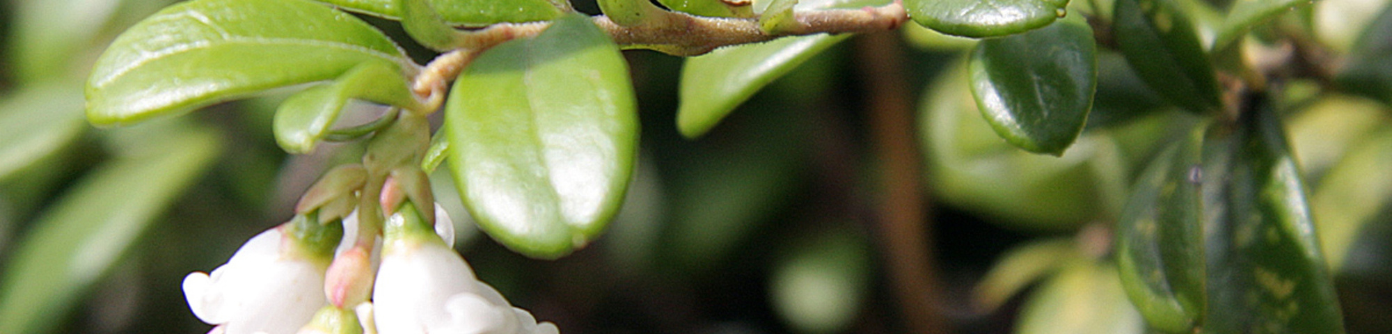 Vaccinium vitis-idaea