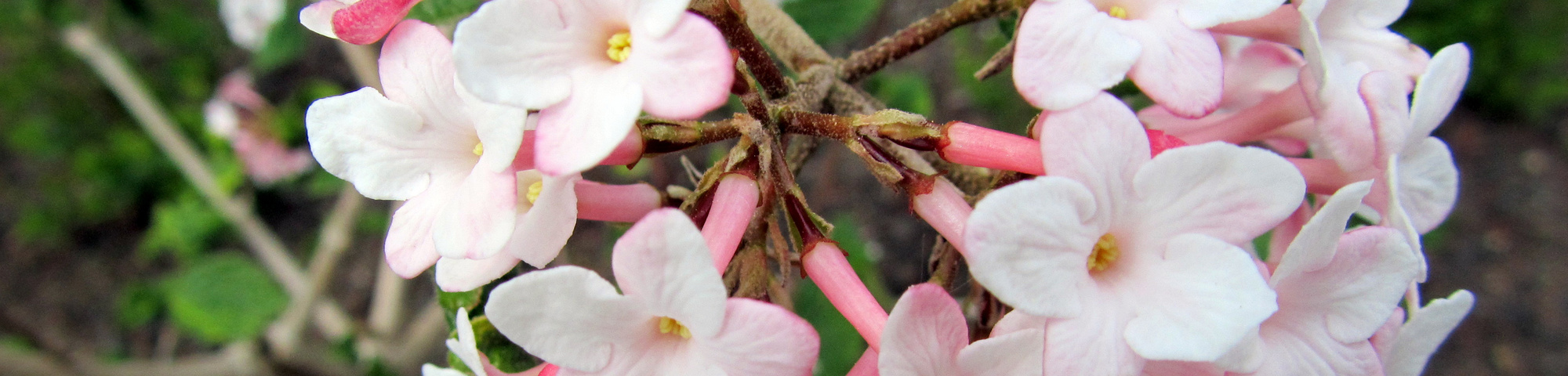 Viburnum carlesii 'Aurora'