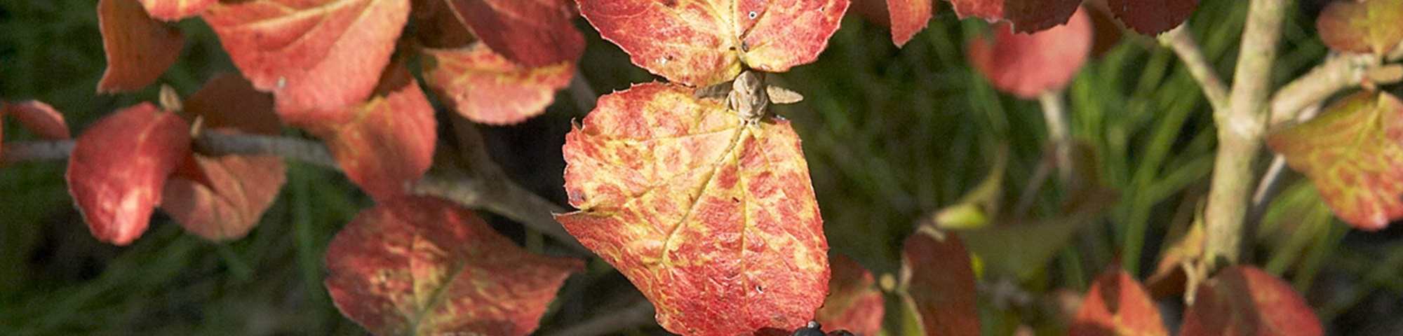 Viburnum carlesii