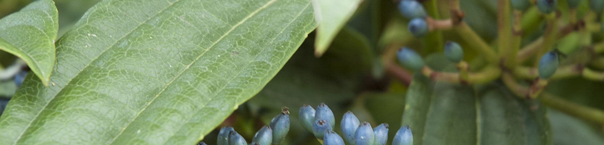 Viburnum davidii