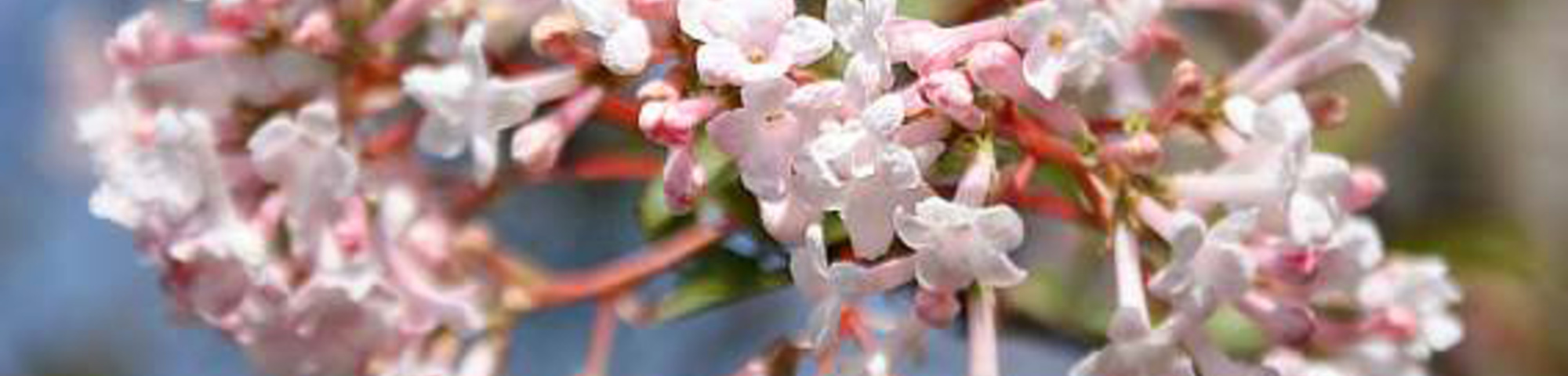Viburnum farreri