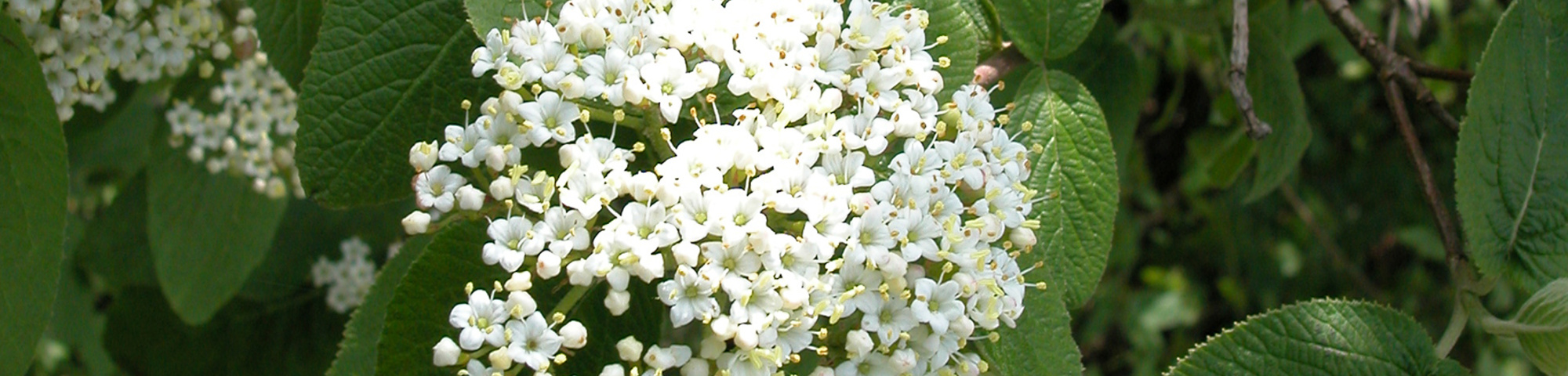 Viburnum lantana