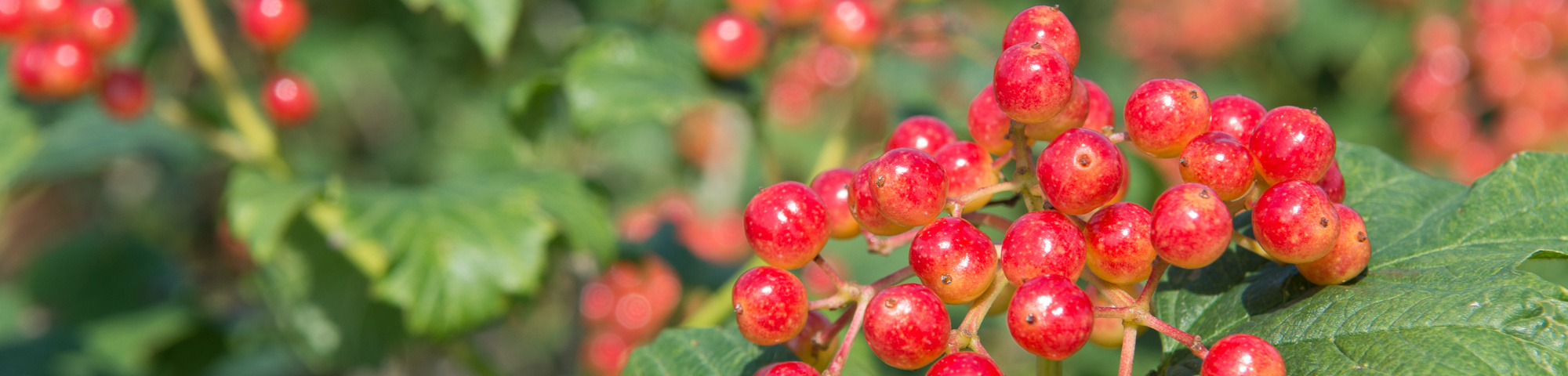 Viburnum opulus 'Compactum'