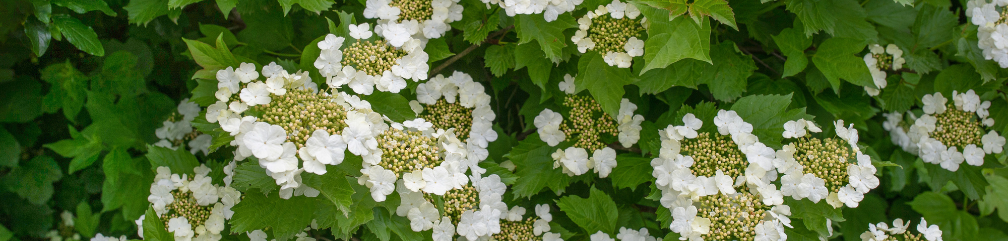 Viburnum opulus
