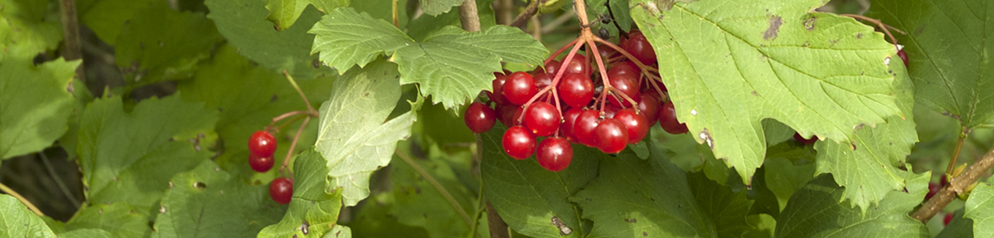 Viburnum opulus