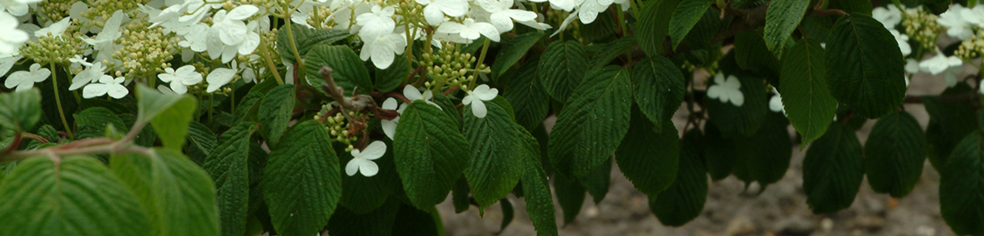 Viburnum plicatum f. tomentosum