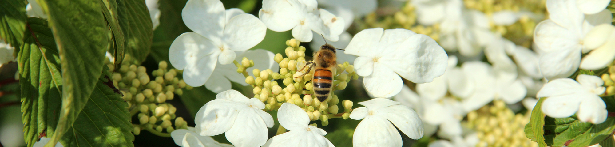 Viburnum plicatum 'Mariesii'