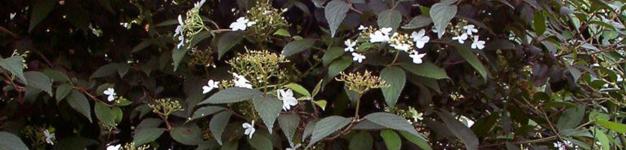 Viburnum plicatum 'Watanabe'