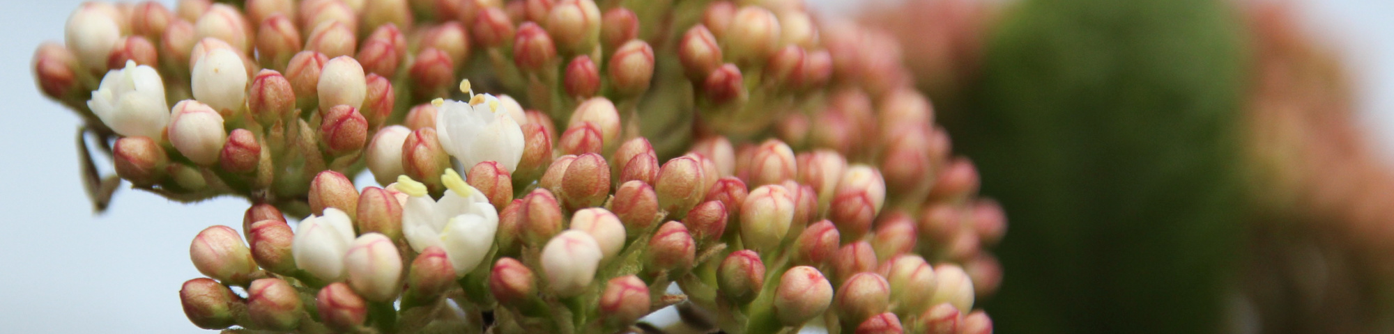 Viburnum 'Pragense'