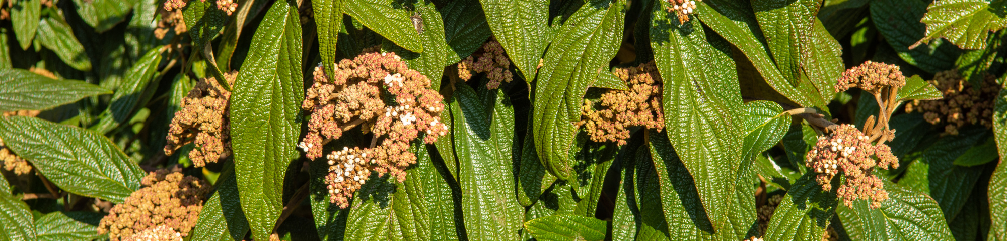 Viburnum 'Rhytidocarpum'