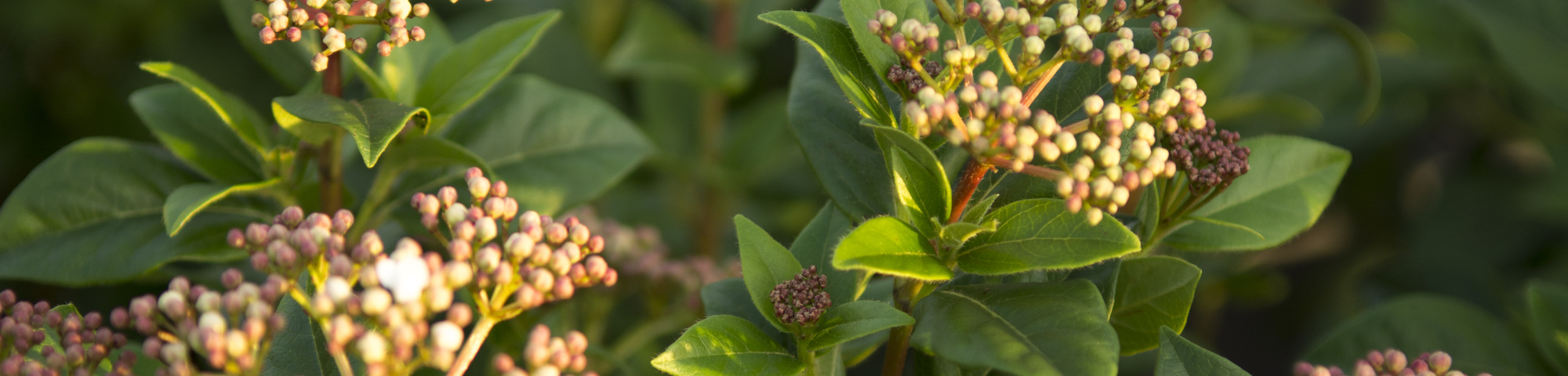 Viburnum tinus