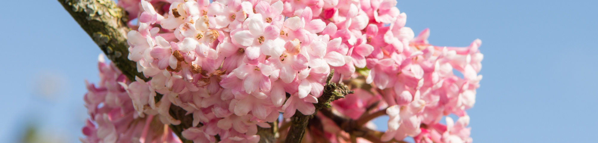 Viburnum x bodnantense 'Charles Lamont'